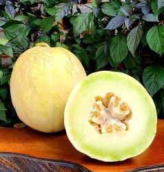 melon white lanzhou1